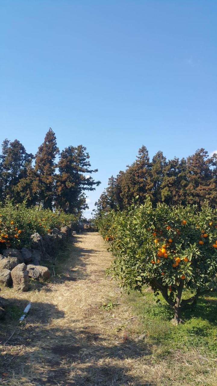 Jeju Mermuri Yerye-dong Екстериор снимка