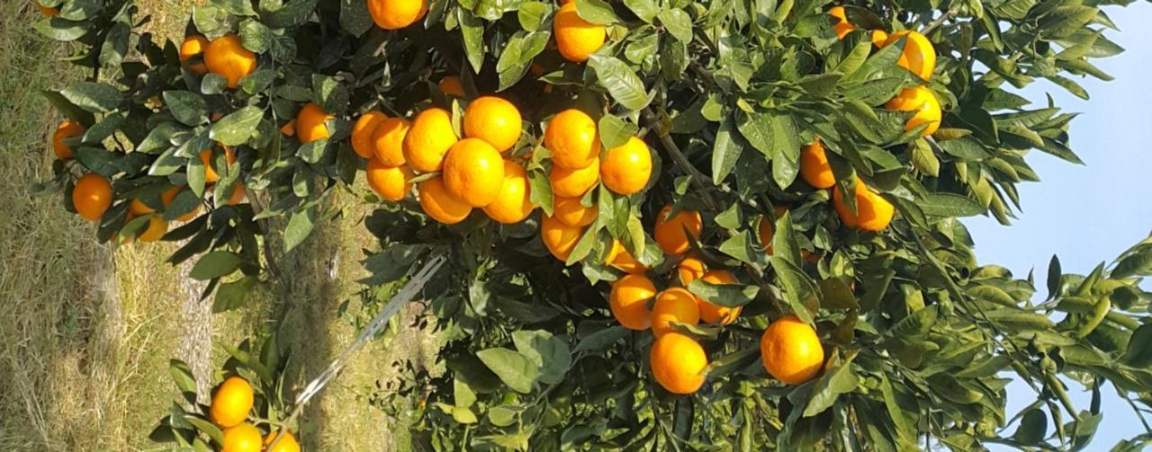 Jeju Mermuri Yerye-dong Екстериор снимка