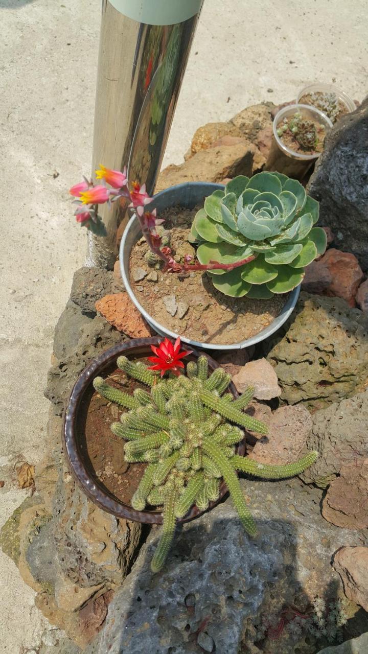 Jeju Mermuri Yerye-dong Екстериор снимка