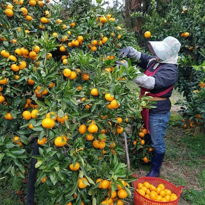 Jeju Mermuri Yerye-dong Екстериор снимка